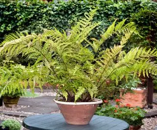 fougère plantée dans un récipient dans le jardin
