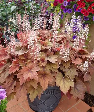 plante heuchère en pot dans le jardin