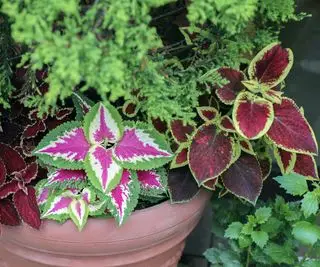 plusieurs plantes de coleus dans un récipient