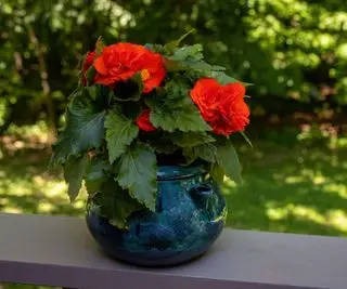 bégonia rouge en pot dans le jardin