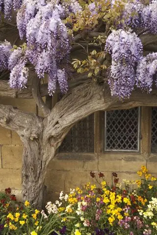 Wisteria pokrytá Chata, Broadway, Cotswolds