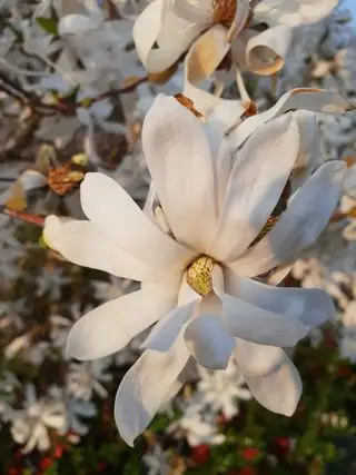 Magnolia Stellata alebo kráľovská hviezda s veľkými bielymi kvetmi počas jari v záhrade