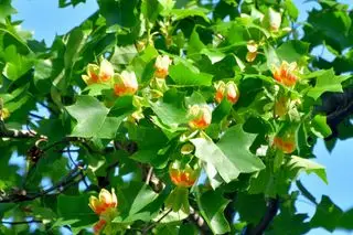 Zblízka tulipánový strom alebo topoľ (Liriodendron tulipifera) v kvete