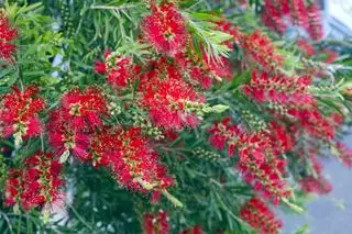Červená kefa na fľaše, Callistemon v kvete