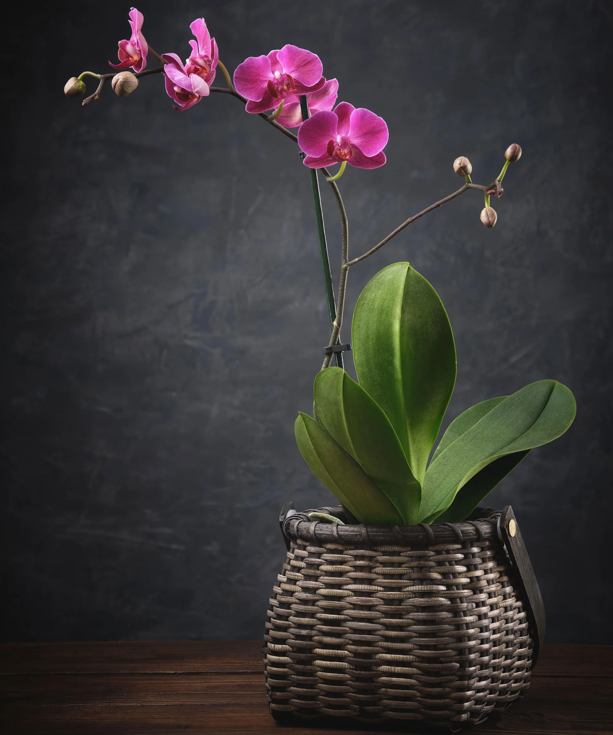 פרח סחלב ורוד phalaenopsis בעציץ נצרים על רקע שחור' loading='lazy' title=