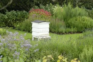 Bikube i urtehave med lavendel, borage, mynte, rosmarin og timian