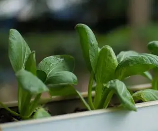 spinat, der vokser hydroponisk