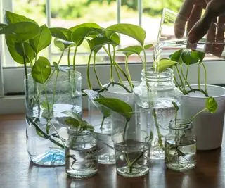 pothos-planter, der vokser i vand
