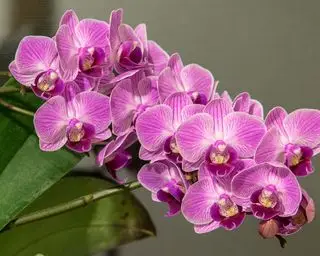 Phalaenopsis orchidea alebo orchidea motýľa