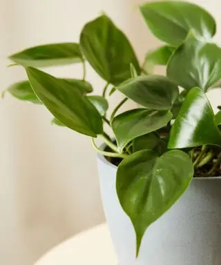 filodendron srdcovitá izbová rastlina