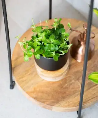 peperomia rotundifolia alebo koncová jadeitová rastlina