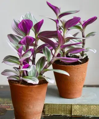 Tradescantia „Nanouk“ v terakotových kvetináčoch