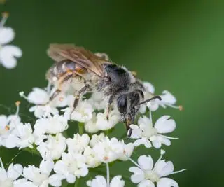 Como se livrar das abelhas terrestres de forma humana – para proteger esses polinizadores
