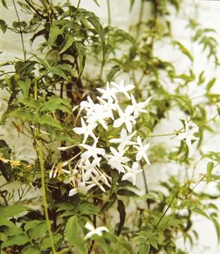 Jazmín de verano jasminum officinale en flor contra una pared blanca