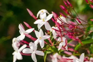 jazmín de flores rosadas