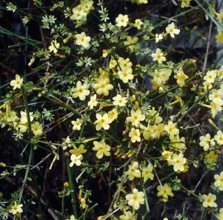 jazmín de invierno en flor