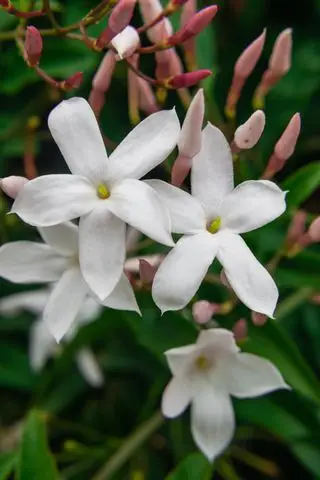 Cerca de Jasminum officinale en flor
