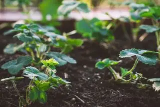 Hochbeet gefüllt mit Erdbeerpflanzen