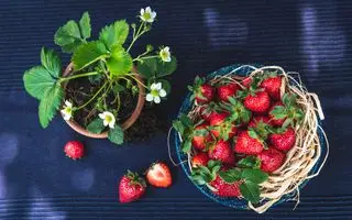Korb mit Erdbeeren neben der Pflanze