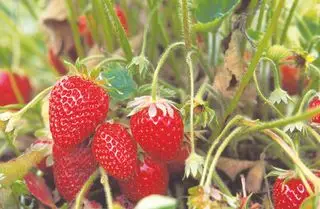 Ideen für den Gemüsegarten – Erdbeeren