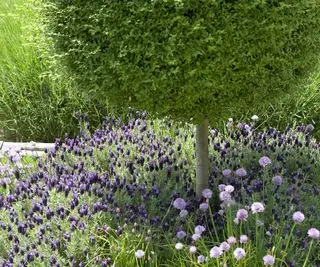 Standardkasse (Buxus) underplantet med fransk lavendel