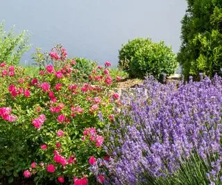 Lavendel og rosenbuske i blomst