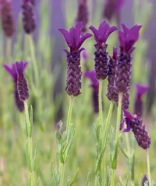 Fransk lavendel Regal Splendor