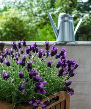 Como podar lavanda – dicas importantes para maximizar a floração de plantas jovens e maduras