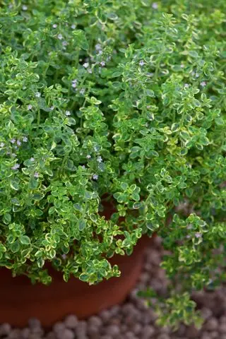 Como cultivar tomilho
