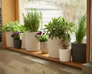 jardim de ervas no peitoril da janela com diferentes ervas em vasos