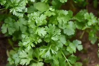 Como cultivar coentro