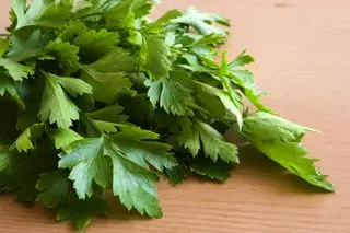 Salsa recém colhida
