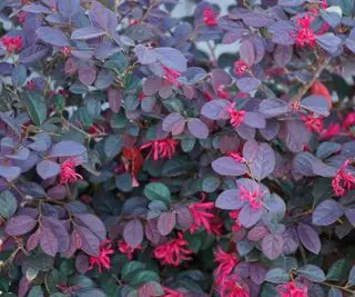 Loropetalum med lilla bladverk og rosa blomster