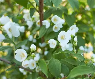 Mock oransje med hvite blomster