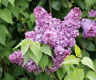 En rosa syrinblomst på en busk