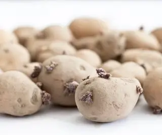 Você pode cultivar uma batata a partir de uma batata? Dicas de especialistas sobre o que fazer e o que não fazer neste método de cultivo