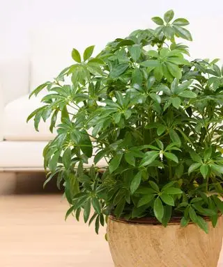 paraplyplante i potte