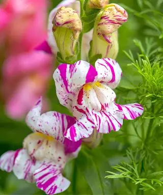Flor de snapdragon