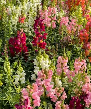 Flores de snapdragon