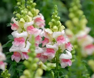 Flores de snapdragon