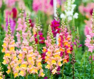 Como podar snapdragons? Especialistas fornecem suas principais dicas