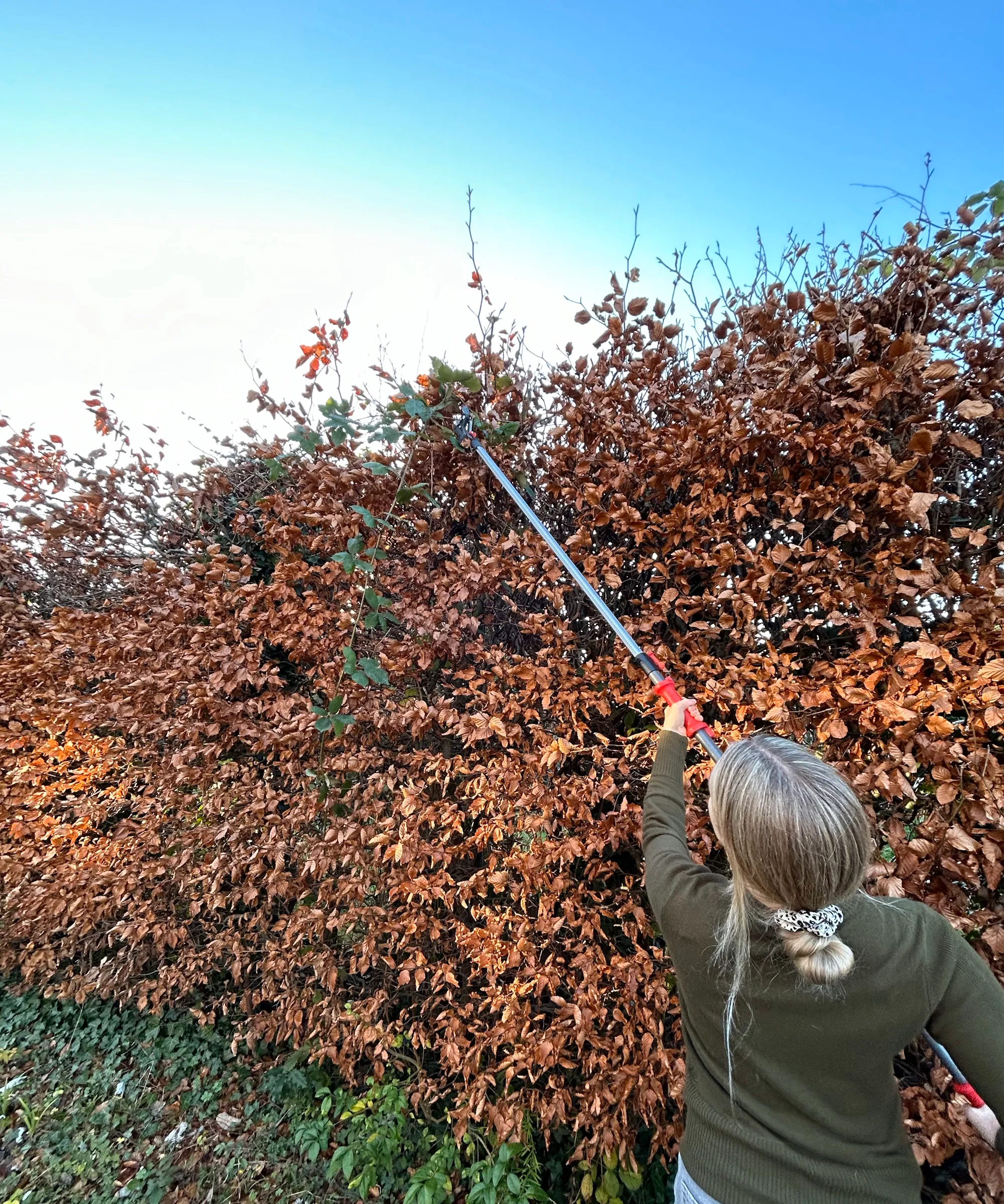 Donna che pota cima di siepe alta di faggio con potatore Felco 290' loading='lazy' title=