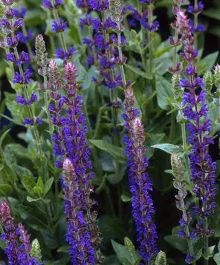 Bør jeg deadhead salvia? Ekspertsvar for flere blomster
