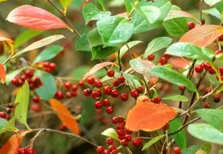 Aronia roja Aronia arbutifolia