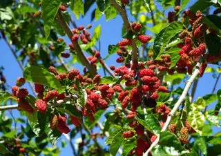 Morera con frutos rojos