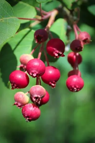 Las bayas poco maduras de color rojo rosado del árbol de juneberry