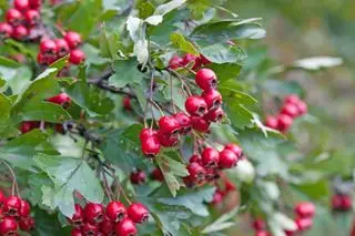 Los frutos rojos del espino