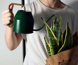 어떤 집 식물이 스트레스를 줄여줍니까? 전문가들은 이 8가지가 불안을 ​​완화하고 긴장을 푸는 데 도움이 된다고 말합니다.