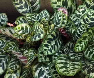 Hvorfor krøller bladene på min calathea? Vi giver detaljer om årsagerne og løsninger