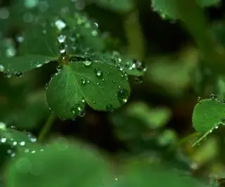 Regndråber på blade af en plante
